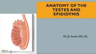 anatomy of Testes and Epididymis made easy