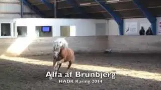 Haflingerhingst Alfa 2014