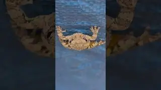 Mr. Grey Un-frog-ettable Moment #shorts