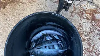 Mackerel Fishing for the first time in Prince Edward Island 2024 🎣
