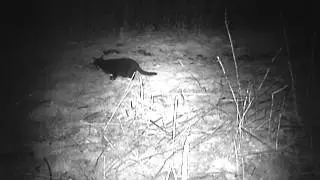 More domestic cat footage!