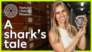Сколько лет акулам? | Более подробный взгляд на историю акул
