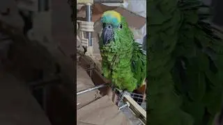 Playing with parrots in rural areas.