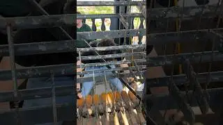 Die acht Glocken von Rosate l&auml;uten zu Ehren des Schutzpatrons