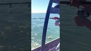 Catching Gag Grouper in 5 Feet of Water! #shorts #fishing #grouper