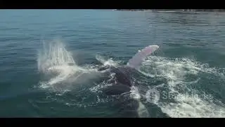What Are Whales and How Do They Communicate? 🐋 Fascinating Whale Facts for Kids!