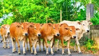 herding cute, tame cows towards the livestock pen with enthusiasm!!
