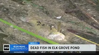 Fish turning up dead in District56 pond in Elk Grove