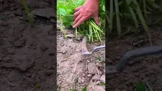 #cropimprovement #agriculture #croprotation #croppingsystem #garden #agronomy #cropsolutions