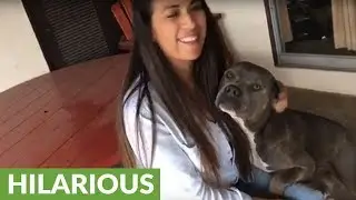 Jealous pit bull won't let man get near his girlfriend