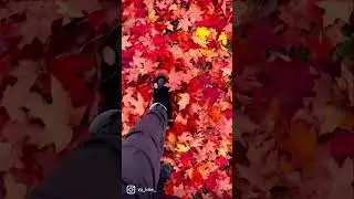 Fall 2022 | Beautiful Fall Colors 🍁🍂 | Fall Season 2022 | Fall in Michigan | Shorts