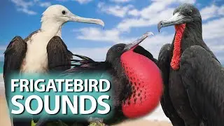 5 Frigatebird species and their sounds - Frigatebirds of the family Fregatidae