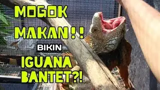 PERTUMBUHAN IGUANA LAMBAT?! INI SEBABNYA!