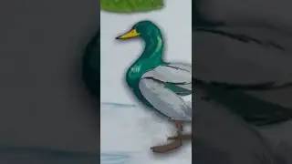 duck