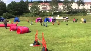 Vilja agility stevnet, Sita sin kulls&oslash;ster