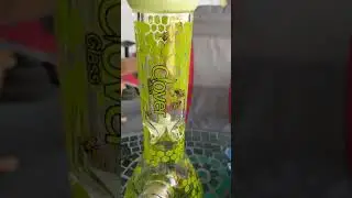WHO IS REAL?----CloverGlass Honeycomb & Bee beakers attracted real bee! (WPC-55)