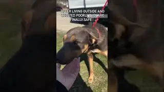 Rescue Dogs' First Day of Freedom | From Kill Shelter to The Hotel for Homeless Dogs