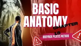 BPM Anatomy Series  english:18. Deconstructing Good Posture.