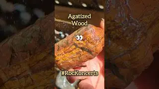 #rockoncerts - Agatized Wood - #gemstone #rockhounding #rocks #foryou