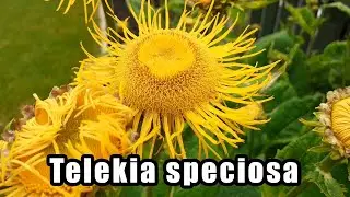 Telekia speciosa - Heartleaf Oxeye | Herbaceous Perennial