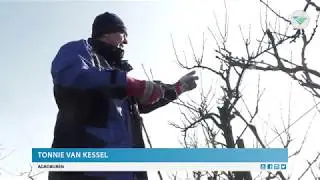 Zoeken naar evenwicht in pruimenboom
