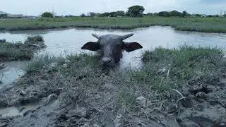 A bathing buffalo went up.