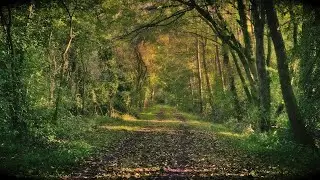 🌳 4K - Relaxing Nature Sounds For Stress Relief, Forest Sounds, Bird Song, No AI