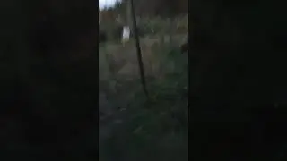 Running around the yard