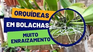 COMO CULTIVAR SUA ORQUÍDEA EM UMA BOLACHA DE MADEIRA E TER ESSE RESULTADO☝️clima quente e seco☝️