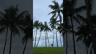 Wind in Trees Sounds #wind #naturesounds #relaxingsounds #windy #tree #natureshorts