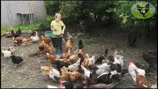 Morning at the ex-battery hen rescue