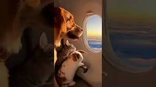 #FunnyAnimals#TravelVibes #AnimalAdventure #CuteAnimals #AirplaneTrip#RealisticStyle#shorts