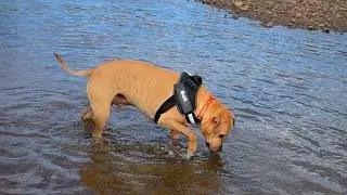 Bolt and the River, Curious Dog Adventure 🐾