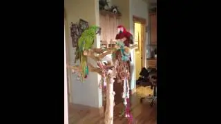 Buffon Macaw & Greenwing Macaw Playing