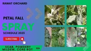 Petal Fall Spray ||Detailed Video||Petal Fall Spray Schedule
