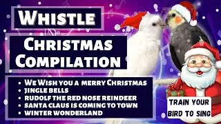 Whistle - CHRISTMAS COMPILATION - Training Videos for Cockatiels and Birds