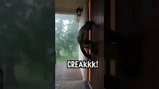 &ldquo;Monkey Opens Door but Gets Blown Awa&ldquo;Strong Wind Throws