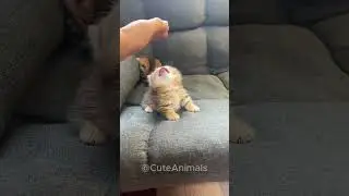 The Goofiest Cats Ever! SILLY & FUNNY Moments! #cat #funny #cute