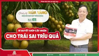 [Số 03] CHUYẾN XE MÙA VÀNG: BÍ QUYẾT GIÚP CÂY NHÃN ĐẬU HOA - CHO TRÁI SAI TRĨU