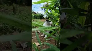 #cat #pets #animals  #video Kucing ku sedang berburu di alam liar