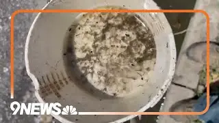 Denver health department discovers mosquito larvae during inspections