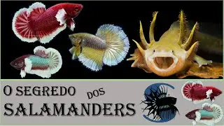 BETTA SALAMANDER / VOCÊ SABIA? #dicasucata