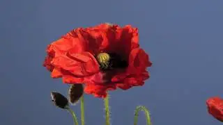 Flanders poppy flower opening time lapse