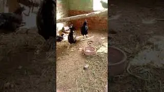 Golden cock