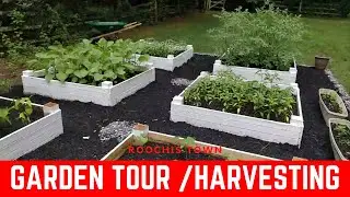 Deer visit our Vegetable Garden / Harvesting in US | Indian Gardener in US | Roochis Town