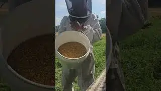 First day pollen trap off 