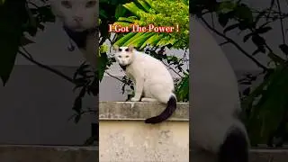 Power Cat! @firsttimebyncn
