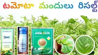 Glory +viper +Armour టమోటా టమోటా మందు రిజల్ట్ #vrial_video #farming 