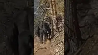The Texas bigfoot sighting, the video we've seen of this elusive creature #paranormal #bigfoot