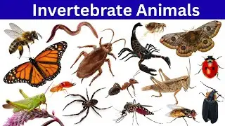 Invertebrate Animals | Invertebrates | Learn Invertebrate Animals Name in English with Pictures